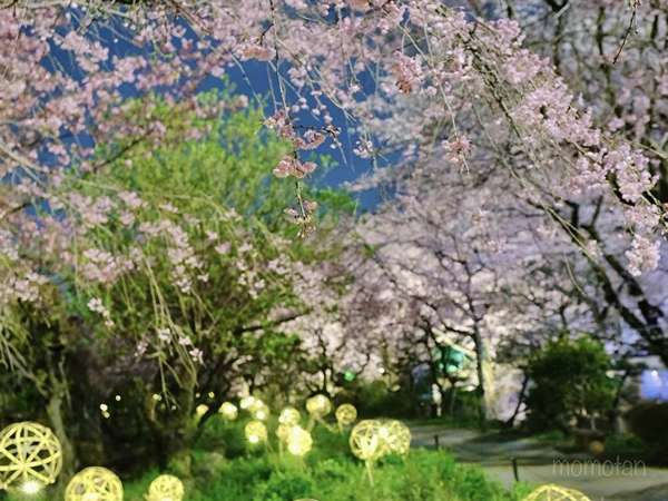 夜桜びよりが今年も開催の画像