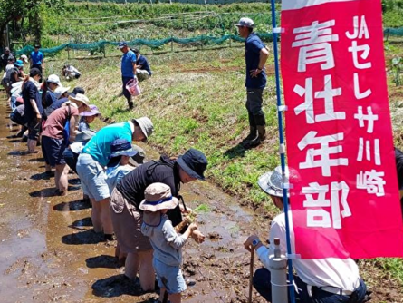 黒川の田んぼでお米作り　田んぼで泥んこ遊びも