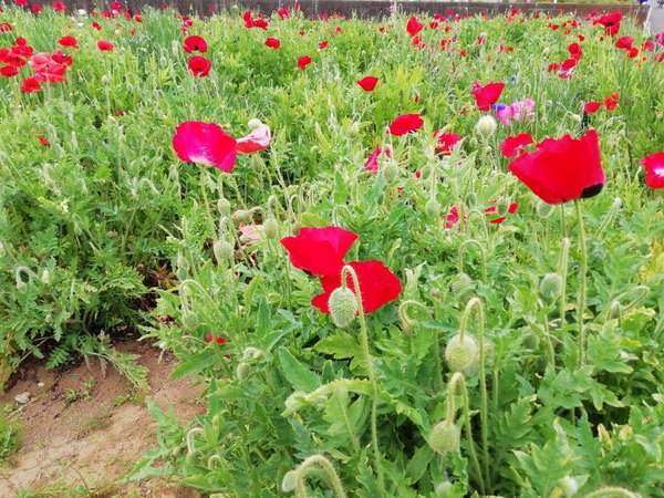 ポピーの花畑♪フォトスポット、ウォーキングおすすめの画像