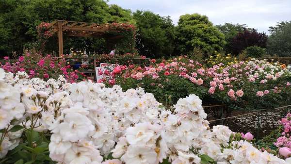 1300種のバラが咲き誇る「花菜ガーデン」をご紹介！四季で楽しめる植物と野菜の観察はもちろん学びもできる複合施設「花菜ガーデン」の画像