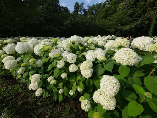 夏本番を前に「相模原北公園」のアジサイとラベンダーでリフレッシュ！の画像