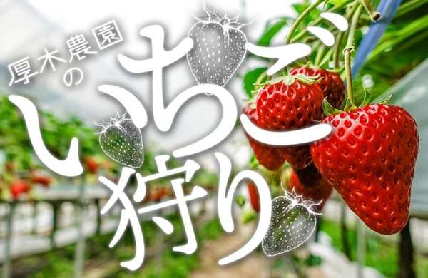あま～い いちご狩り ４種類の食べ比べ！厚木農園の画像