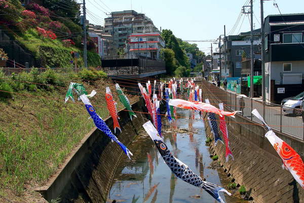 五反田川に鯉のぼりの画像