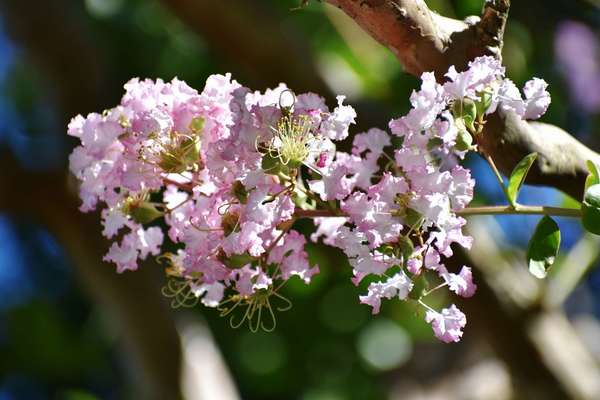 歴史ある公園でサルスベリの花を楽しもう！「代々木公園」をご紹介の画像