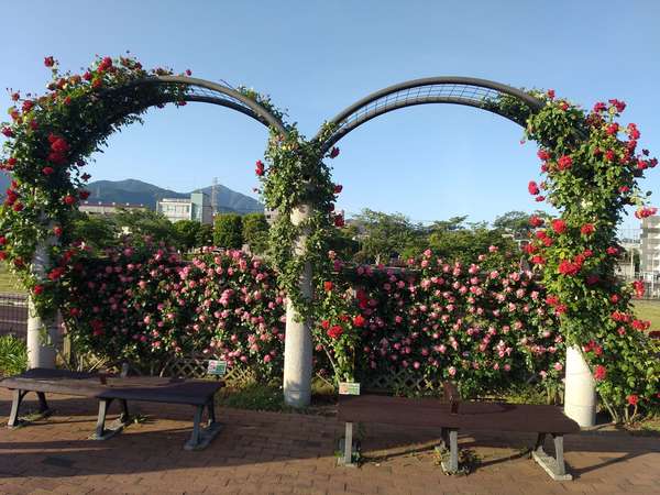 満開のバラ園の画像
