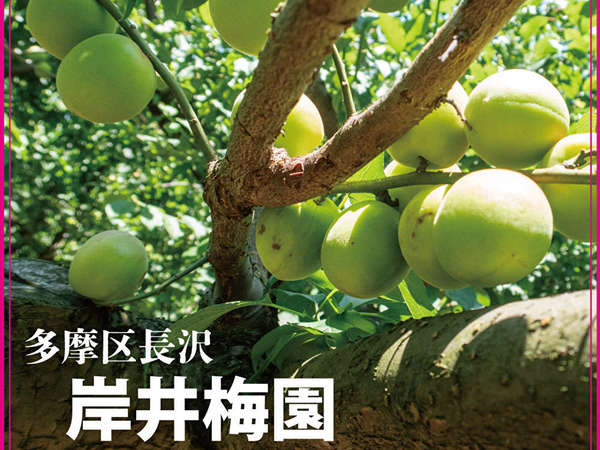 新鮮な梅が身近で購入できる！！の画像