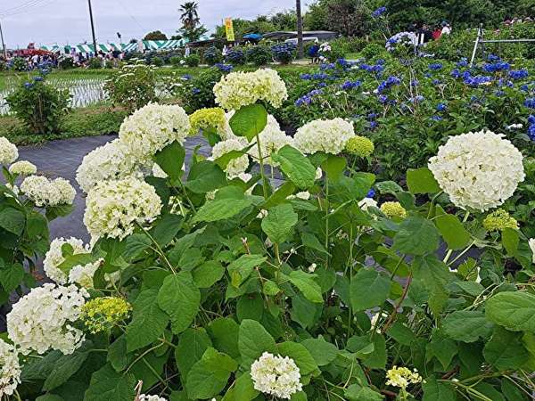 あじさい満開！開成町あじさいまつり