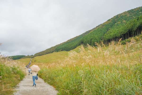 輝くすすきと「仙石原すすきまつり」で箱根の秋を満喫しよう！の画像