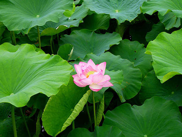小田原城のハスの花の画像