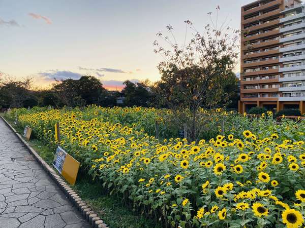 座間市で観れる冬のひまわりの画像