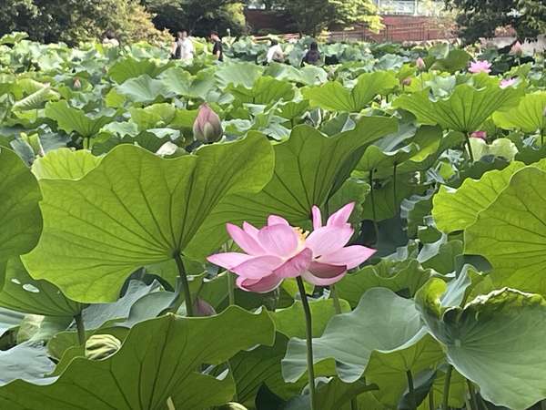 大賀ハスが咲く薬師池公園の画像