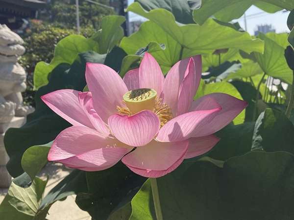 美しい蓮の花、光明院の画像