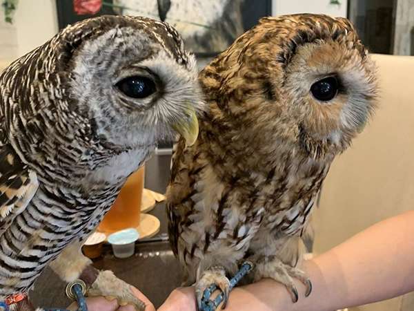 フクロウカフェ Rapaceの画像