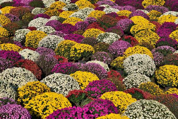 約5,000株のざる菊が咲き誇る！あつぎ飯山花の里 秋のざる菊まつりの画像