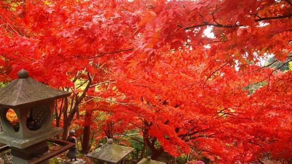 雨降山の大山寺で紅葉を楽しもう！ライトアップで夜も絶景が見られるの画像