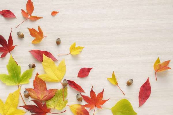 愛川ふれあいの村で紅葉を楽しもう！黄金色の絨毯の上を歩いて秋を満喫の画像