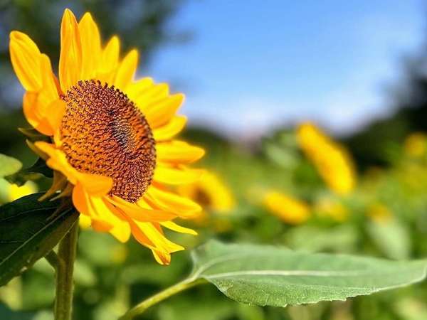 座間市に冬のひまわりの画像
