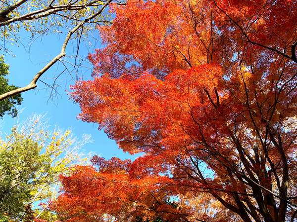 【町田】紅葉がきれい 芹が谷公園で秋の散策を楽しむの画像