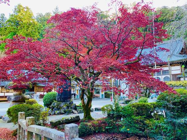 秋の絶景を楽しむ　大雄山最乗寺の紅葉