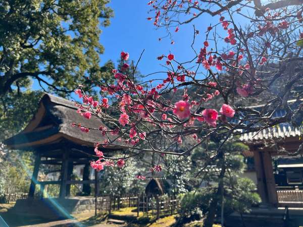 はるか昔から箱根を守ってきた「早雲寺」は冬の梅も魅力的！の画像