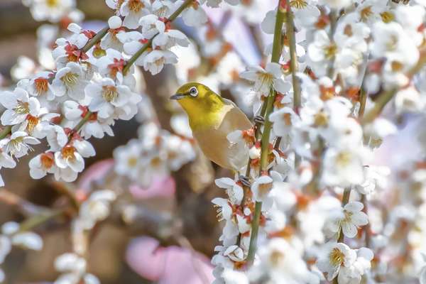 辻村植物公園の「梅林」は絶景！約560本の梅を楽しめるチャンスの画像