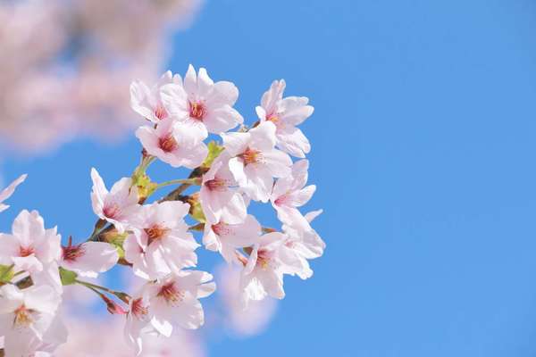 小田原エリアのお花見スポット5選！絶対に抑えたいお花見スポットをご紹介！！