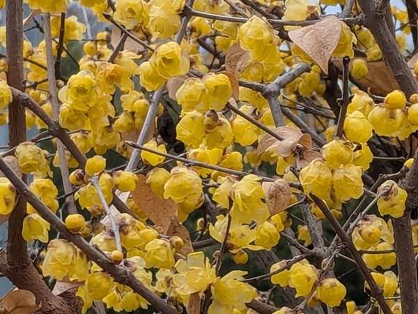冬の景色に灯る花