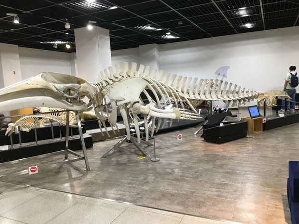 骨の博物館に行ってみよう