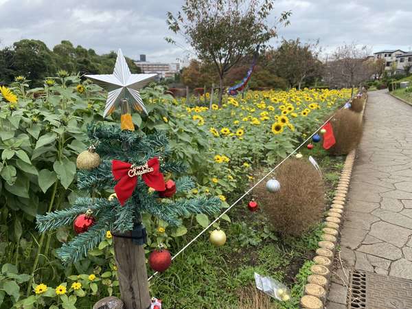 かにが沢公園冬のひまわり2024終了
