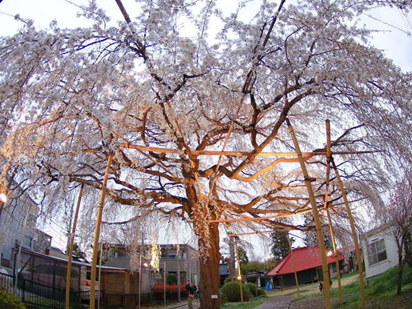 地元で愛されるしだれ桜の名所　須賀神社