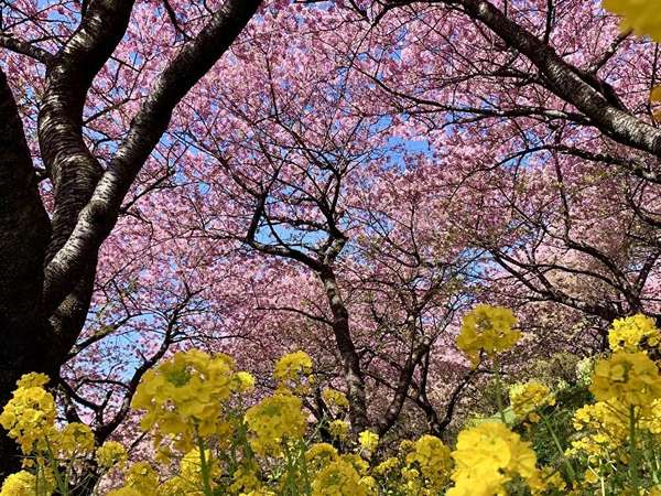 河津桜と菜の花のコントラストが素晴らしい