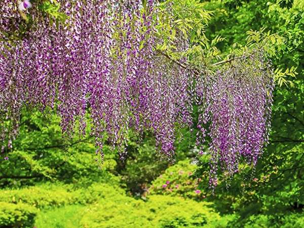 はるか昔からこの地を見守る「大庭城址公園」は藤の花も魅力的！