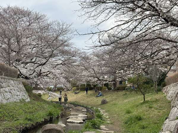 二ヶ領用水(向ヶ丘遊園～中野島方面)の桜