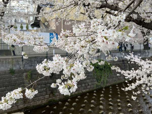 今年も麻生川の桜が咲きました