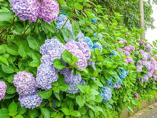 穴場の駅近！「万福寺ふるさと緑地」のあじさいロードで梅雨を楽しもう！の画像