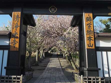 遊行寺のいろは坂で八重桜