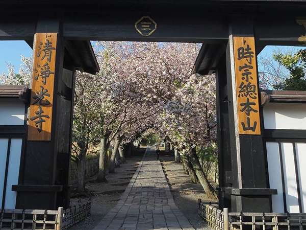 遊行寺のいろは坂で八重桜