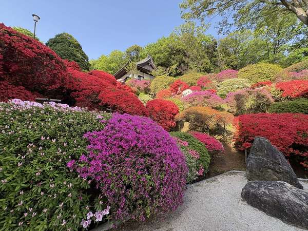 ツツジの花がまぶしい　神木山等覚院