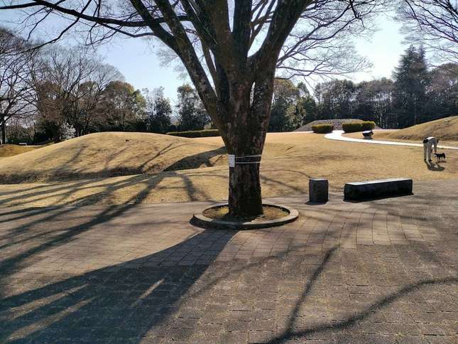 ゆったり過ごせる♪「桜土手古墳公園」