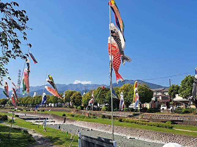 水無川を泳ぐ大漁の鯉のぼり