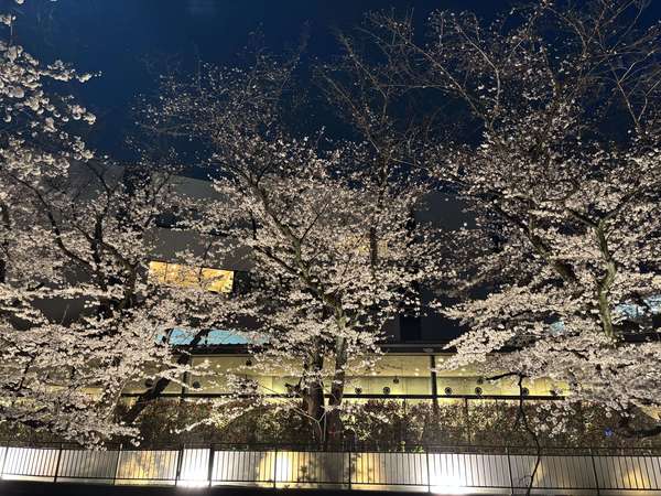 東宝スタジオ　花見ライトアップに行ってきました