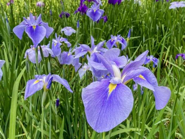 いつの時代も地元民から愛され続ける「立野台公園」と「花菖蒲」
