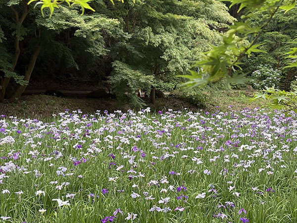 紫・白と緑のハーモニー、生田緑地の菖蒲園