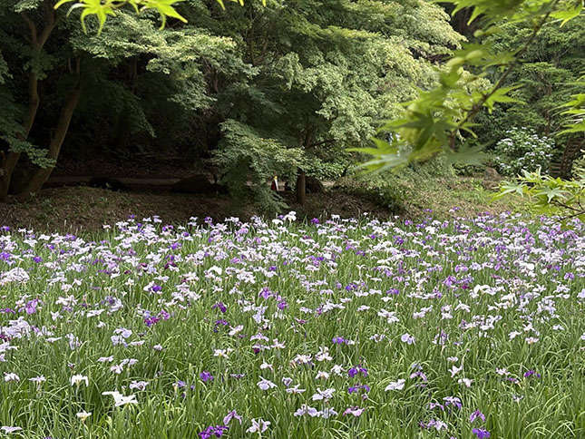 紫・白と緑のハーモニー、生田緑地の菖蒲園