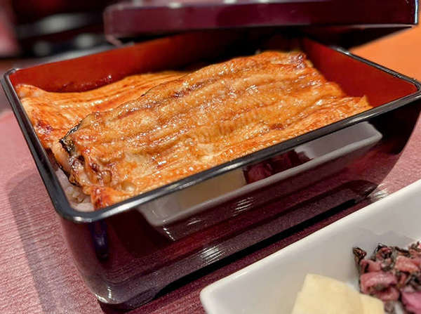 関東では珍しいメスの鰻