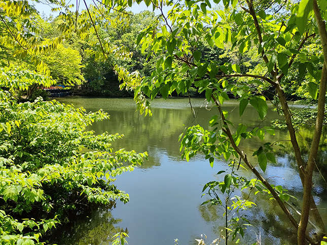 新緑の震生湖