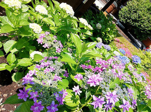 町田駅近くの紫陽花寺