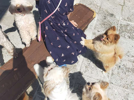 箱根で動物とふれあい体験