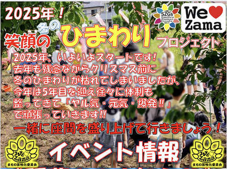 座間の冬のひまわり開催