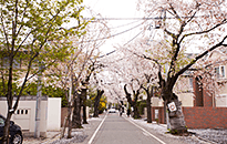 「成城学園」の桜並木